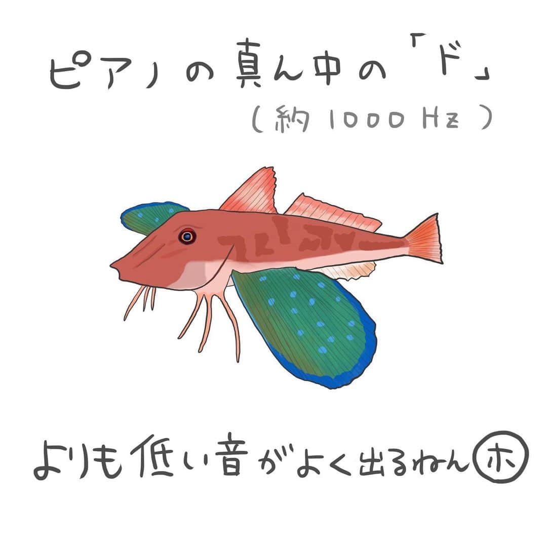 高本采実さんのインスタグラム写真 - (高本采実Instagram)「🐟 4コマ水産学「ホウボウ」  姿形が、一般的にイメージする魚とは違い変わったルックスをお持ちのホウボウ。 君魚（キミウオ）という別名ももち、 江戸時代では、殿様が食す魚として高級魚でもありました。  今では釣りでも親しみのあるお魚です。 今回は、そのホウボウの鳴き声についてのお話を。  ◆名前の由来 ホウボウの由来には諸説あります。 ・底を這う様子から ・ボーという鳴き声から など  ◆鳴く理由 私たち人間も声（音）を出して会話をするように、実は魚たちも鳴き声を出す種がたくさんいます。 鳴き声を出すことで、 仲間内でコミュニケーションをとったり 威嚇行動に伴って鳴いたり といった役割があります。  ◆鳴き方 発音源は浮き袋です。 ここから空気の振動で「ボー」と音を鳴らします。  ◆音程 鳴き声は個体差がありますが、 ホウボウは1kHz未満の低い部分にエネルギーがあります。 身近な音で例えると、 ピアノの真ん中の「ド」の音が約1kHz （1kHz=1000Hz） この音よりも低い音がよく出るのです。  ホウボウと出会った際、是非声を聞いてみてください🐟 . . . . . #4コマ水産学 #ホウボウ #gurnard  #魴鮄 #船釣り #エサ釣り  #タイラバ #魚の豆知識 #なるほど水産学 #ナルホド水産学 #水産学 #豆知識 #生態 #魚好き  #水族館好き  #イラスト #魚イラスト #いらすとぐらむ  #釣り #釣り好き #釣りガール #アングラー #angler #fishinggirl #钓鱼 #魚と釣りと時々料理 #さかなのきもち #高本采実 #あやみん  #ayamistagram」9月24日 19時38分 - ayami__summer