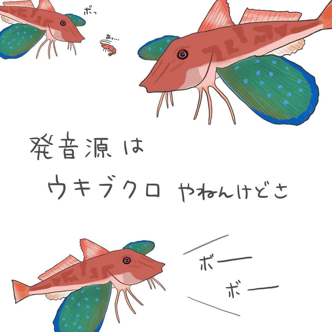 高本采実さんのインスタグラム写真 - (高本采実Instagram)「🐟 4コマ水産学「ホウボウ」  姿形が、一般的にイメージする魚とは違い変わったルックスをお持ちのホウボウ。 君魚（キミウオ）という別名ももち、 江戸時代では、殿様が食す魚として高級魚でもありました。  今では釣りでも親しみのあるお魚です。 今回は、そのホウボウの鳴き声についてのお話を。  ◆名前の由来 ホウボウの由来には諸説あります。 ・底を這う様子から ・ボーという鳴き声から など  ◆鳴く理由 私たち人間も声（音）を出して会話をするように、実は魚たちも鳴き声を出す種がたくさんいます。 鳴き声を出すことで、 仲間内でコミュニケーションをとったり 威嚇行動に伴って鳴いたり といった役割があります。  ◆鳴き方 発音源は浮き袋です。 ここから空気の振動で「ボー」と音を鳴らします。  ◆音程 鳴き声は個体差がありますが、 ホウボウは1kHz未満の低い部分にエネルギーがあります。 身近な音で例えると、 ピアノの真ん中の「ド」の音が約1kHz （1kHz=1000Hz） この音よりも低い音がよく出るのです。  ホウボウと出会った際、是非声を聞いてみてください🐟 . . . . . #4コマ水産学 #ホウボウ #gurnard  #魴鮄 #船釣り #エサ釣り  #タイラバ #魚の豆知識 #なるほど水産学 #ナルホド水産学 #水産学 #豆知識 #生態 #魚好き  #水族館好き  #イラスト #魚イラスト #いらすとぐらむ  #釣り #釣り好き #釣りガール #アングラー #angler #fishinggirl #钓鱼 #魚と釣りと時々料理 #さかなのきもち #高本采実 #あやみん  #ayamistagram」9月24日 19時38分 - ayami__summer