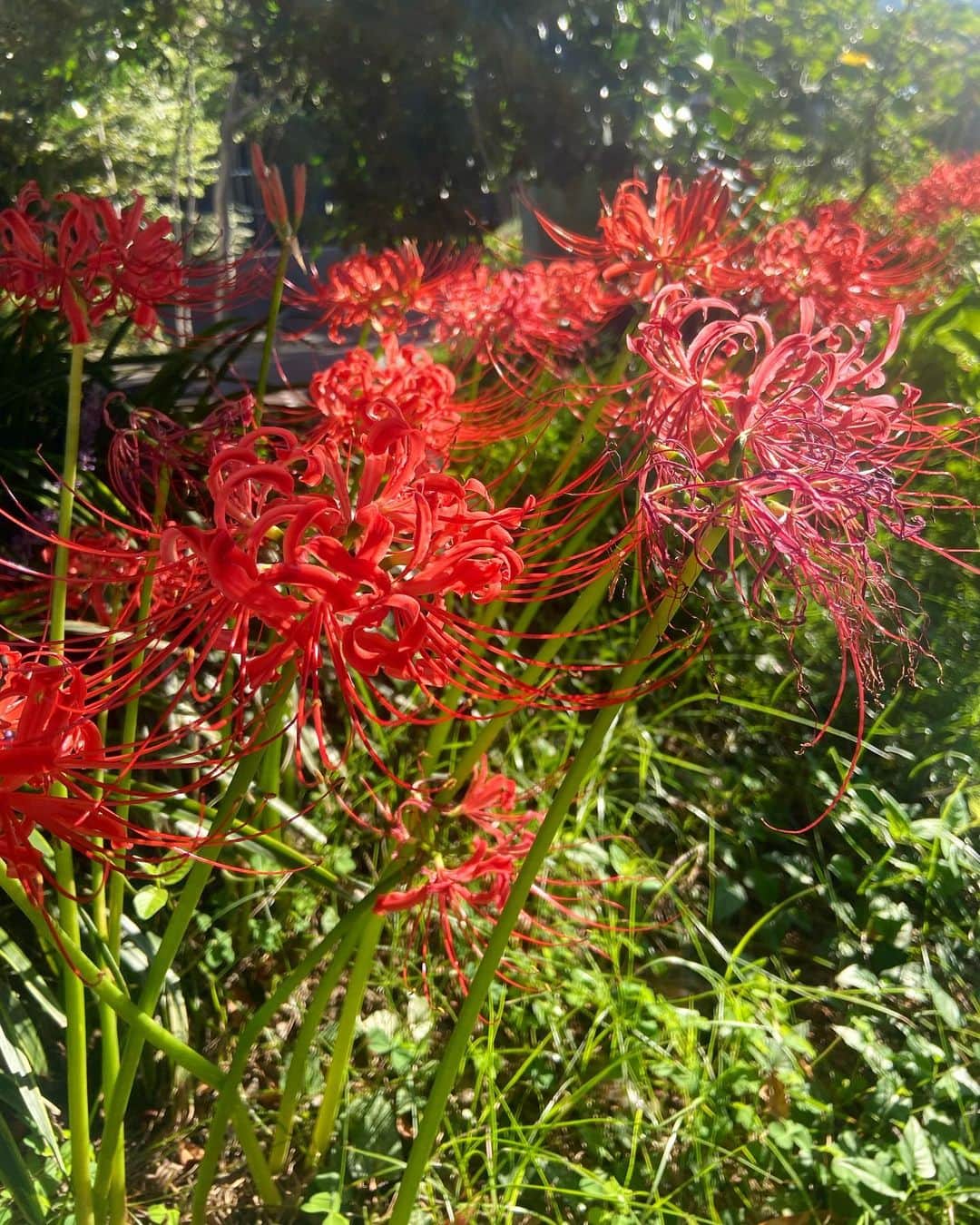 島津咲苗さんのインスタグラム写真 - (島津咲苗Instagram)「今朝のメ〜テレ前です。生けてある花も素敵ですが、自然の中で日の光を浴びると、一段と輝きますね✨ #秋 #彼岸花」9月24日 20時16分 - sanae_shimazu