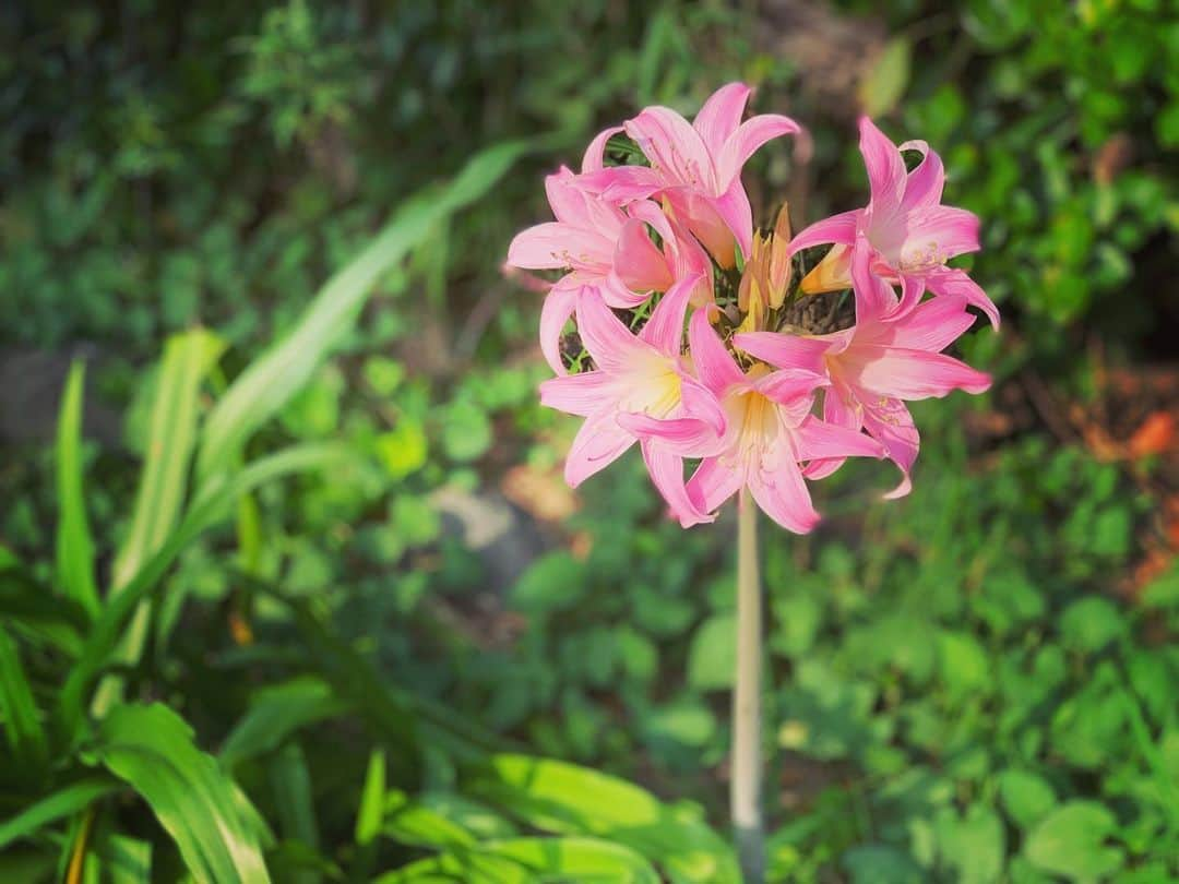 高宮まりのインスタグラム：「突然の花。 ゆり？かな？ 自然は素晴らしいですよネ〜  #花 #ネイチャー」