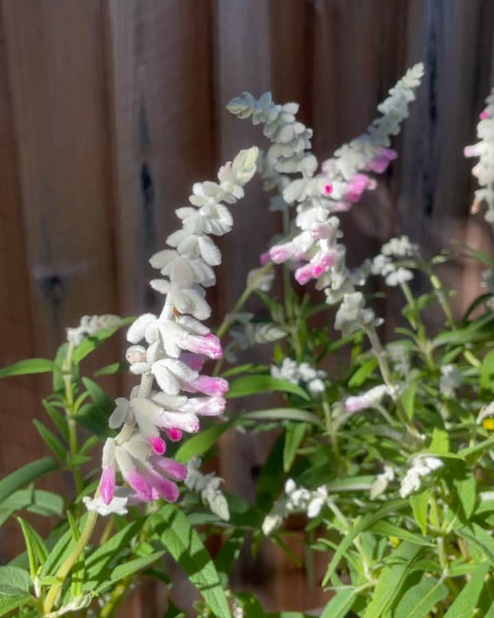 OLIVIAのインスタグラム：「New plant babies- salvia leucantha danielle's dream 💘 Seriously, how beautiful are these? #salvialeucanthadaniellesdream」