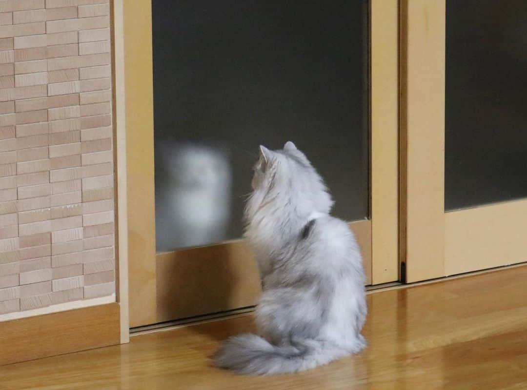 hanaのインスタグラム：「コスケもハナちゃんも自分では開けれないので、お互いじーっとただ待ってるだけ。 すりガラス越しでもわかる、ハナちゃんこっち見て訴えてきてる🙂 銀ちゃん開けてあげてー！！  #面会中　#ねこのいる暮らし #ねこと暮らす #cat #cats #catlover #cutecats #catsnap #catstagram #ilovemycat #adorble #ig_catclub #cats_of_instagram #kawaii #kawaii_cat #meowbox #bestmeow #fluffy #funnycritters #scottishfold #neko #kitty #ねこ #ねこ部 #ネコ #猫 #スコティッシュフォールド #スコティッシュ」
