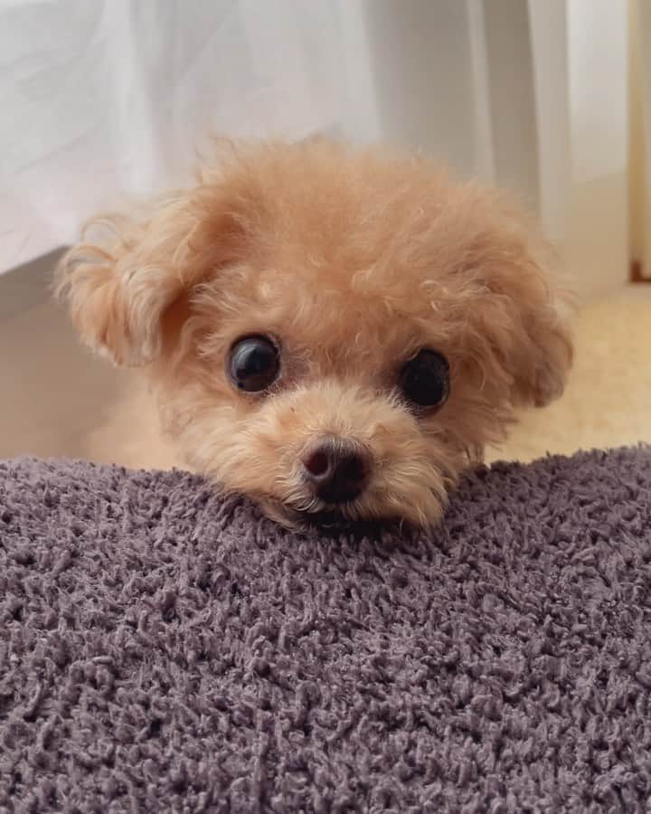 ふわのインスタグラム：「#toypoodle#toypoodlegram#dogsofinstagram#instadog#doglover#doglife#dog#fuwamama#ふわもこのふわ#ふわ#トイプードル#ふわもこ部#犬バカ部#親バカ部#わんこ#いぬすたぐらむ#犬のいる暮らし#あごのせ#クッション」