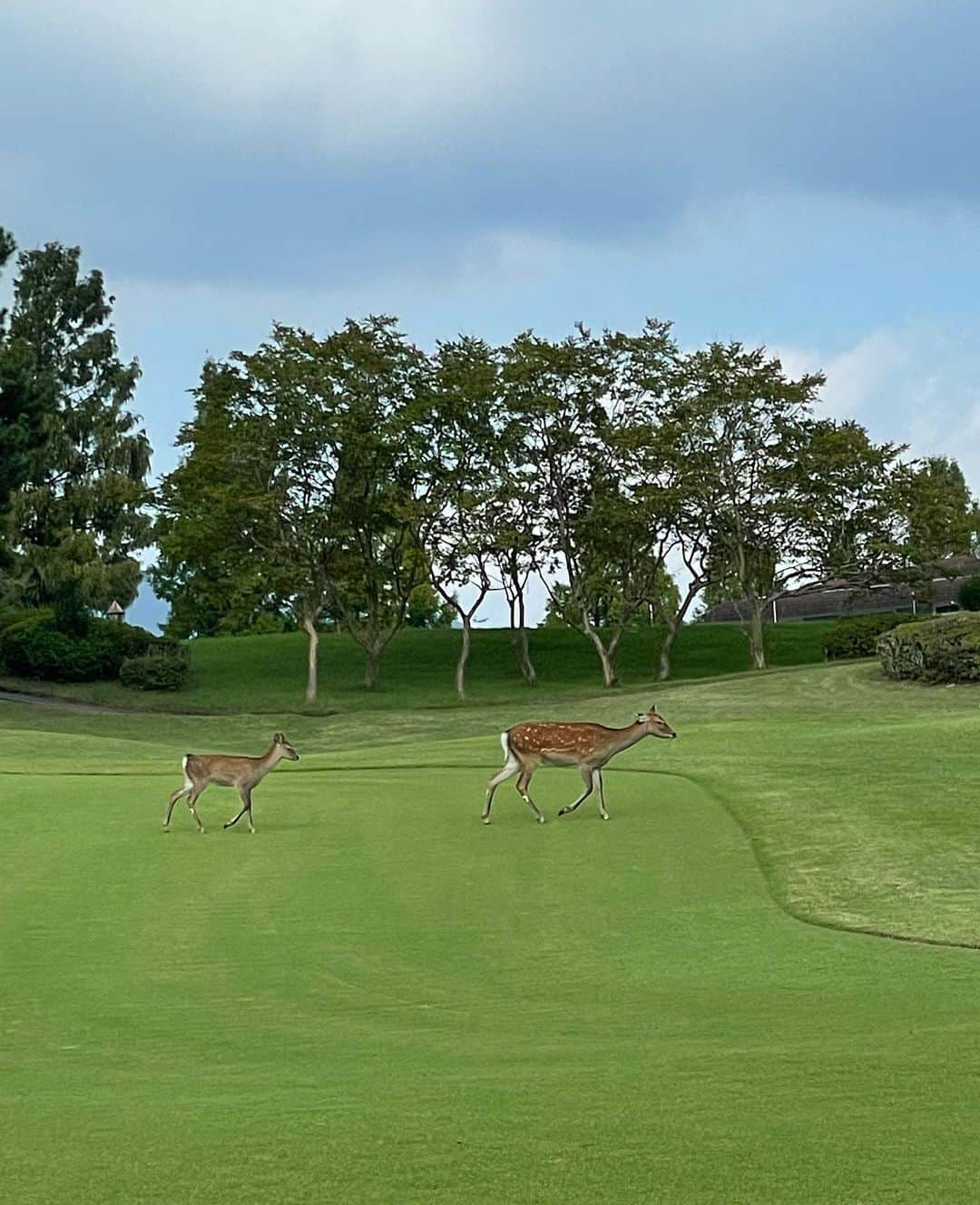 庄司ゆうこさんのインスタグラム写真 - (庄司ゆうこInstagram)「8月は暑過ぎてお休みしていたので約2ヶ月ぶりのゴルフ⛳️✨ 今日のダントツ1位はゆかりちゃん❣️ スコア85✨私はあいちゃんといい勝負でギリギリ勝てた。笑 ゆかりちゃんが二十歳の頃から仲良しで、ゴルフは初めて行ったけど、今26歳でベストスコア83らしい！！ 上手すぎる🥺✨ 鹿の親子もいて可愛くて癒された(^^) そして今日ゴルフ中に前半かき氷、後半モナカアイス食べてしまった🤣🤣🤣 #ゴルフ#ゴルフ女子#ゴルフウェア#ゴルフコーデ#太平洋クラブ相模コース」9月24日 20時48分 - yuko.shoji