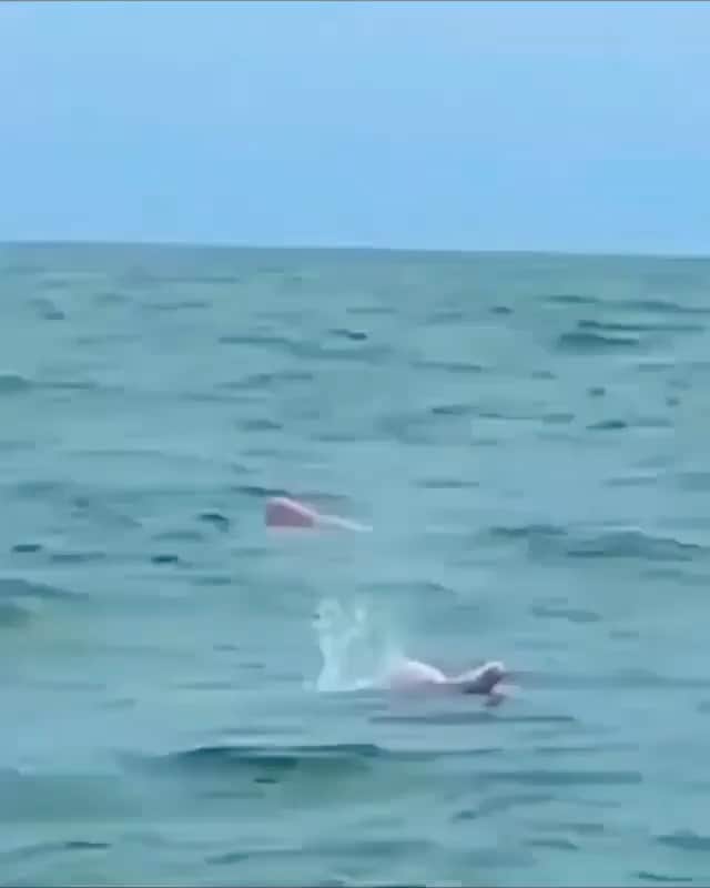 Araksのインスタグラム：「The Amazon river dolphin, aka pink river dolphin.  Video via Naomi Brennan」
