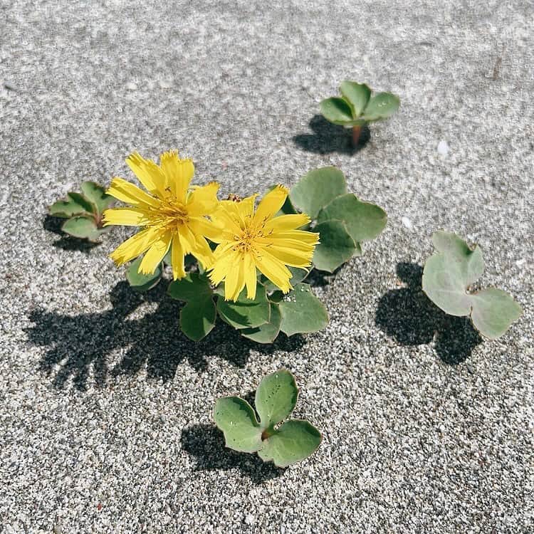 吉岡聖恵さんのインスタグラム写真 - (吉岡聖恵Instagram)「あっ  こんなとこにも咲くんだね❕❕  たくましく咲いてるね　🌱❕  #初めて来た場所 #砂の中」9月25日 13時40分 - kiyoe_yoshioka_official
