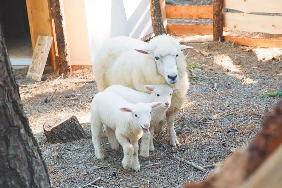 ヒョジョンさんのインスタグラム写真 - (ヒョジョンInstagram)「작년 9월에 🐑 땅만 빌리지 🏡」9月25日 11時27分 - candyz_hyojung