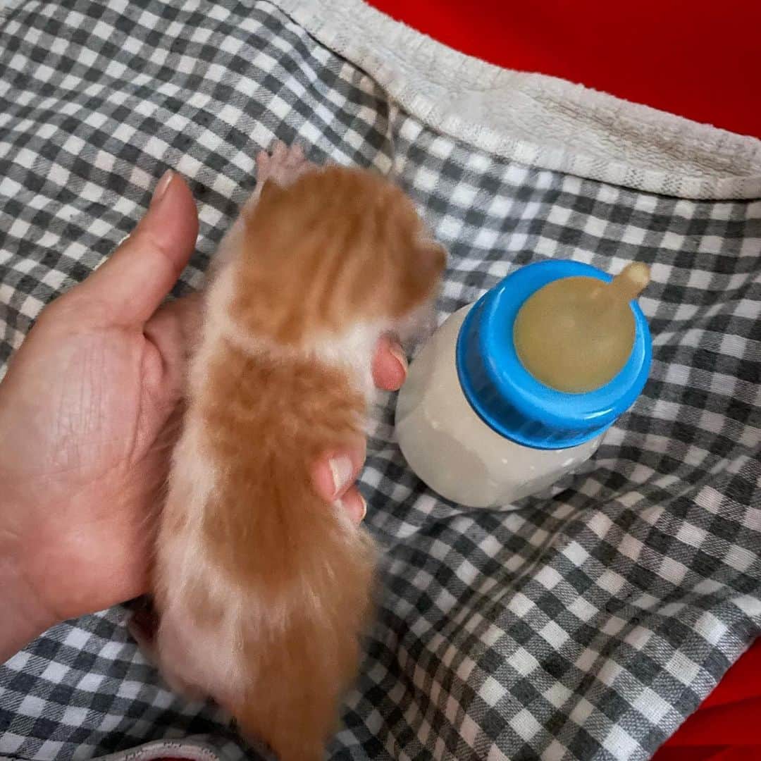 雪、ハニタビ、はちみつ（石田ゆり子）さんのインスタグラム写真 - (雪、ハニタビ、はちみつ（石田ゆり子）Instagram)「ひょんなことから、 昨日の夜から 多分生後1週間くらいの子猫の ミルクボランティアを しています。 3時間おきにミルクをあげるこの日々… 5年ぶりです。 ほんの少しの間だけ お母さん猫のかわりを しっかり務めさせて いただきます。 それにしても本当に可愛い。 赤ちゃんのパワー、 すごい。 周りの空気を清らかにする。  #ミルクボランティア」9月26日 8時50分 - snowhoney3ohagi