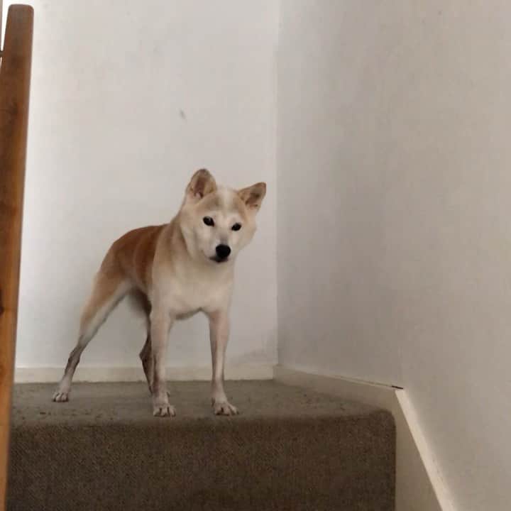 柴犬リリコのインスタグラム：「パパはいつも行く行く詐欺だからね、呼びかけにはなかなか応じないんだワンよ🐶」