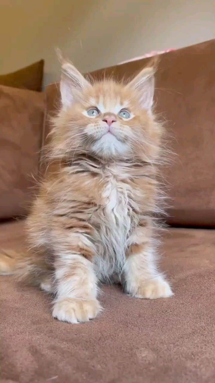 Pleasant Catsのインスタグラム：「Reposted from @felinika.ru Мимимишечка 🥰  #mainecoon #mainecoons #mainecoonbreeder  #mainecoonlovers #mainecoonlove #mainecoonworld #мейнкун #мейнкуны #mainecoonsofinstagram #mainecoonsforever #mainecoonsofinsta #mainecoonlife #mainecooncat #mainecooncattery  #mainecooncatofinstagram #gatto #gatta #gattino #micino #mainecoonitaly」