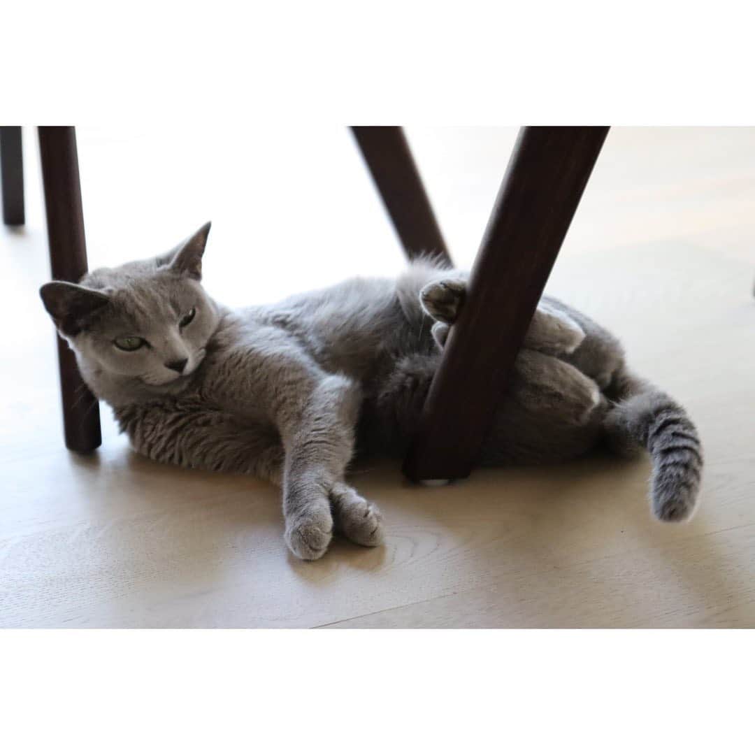 柴咲コウさんのインスタグラム写真 - (柴咲コウInstagram)「9/20〜26は環境省が定める動物愛護週間🐘🌳  我が家には保護猫のえるとクレア、実家には20歳越えのタニンがいます😽 同じ地球に生まれ、共に生きていく仲間であり大切な家族。  そんな動物たちが世界で動物実験として実験台にされている悲しい現状があることをご存知でしょうか？時に命を落としてしまうほど過酷なものが多いとされている動物実験。 そんな動物実験をしていないことの総称として、「クルエルティフリー」という言葉があります。「残虐性（cruelty）のない（free）」という意味で、 ヨーロッパの一部では動物実験を全面的に禁止にするなどの対策がされ始めていますが、日本も含めた世界の80%以上の国では全面禁止には至っていないといわれています。 特に私たち人間の美しさを追及する化粧品においては犠牲ありきでは、真の”心地良さ”や”美しさ”は成り立たないと思うのです。  ハフリメのモノづくりでも、動物実験のこの事実を真剣に受け止めていて、クルエルティフリーを実現することができました🌿  わたしたち人間が本来の美しさを追求できる、動物や自然と共に健やかに生きる、そんな真の心地良さを体験してもらいながら、心も身体も美しくなってもらえたらと願っています。  とあるイベントで伺った話。 「ガンジーの言葉として残っているもので『ある国の偉大さと道徳的発展は、その国における動物の扱いかたを見ればわかる』というものがある」と。 動物愛護週間が終わってもクルエルティフリーが社会に根付きますように🍀  #kocats2021 #crueltyfree  #hafurime #beautyisharmony」9月26日 7時20分 - ko_shibasaki