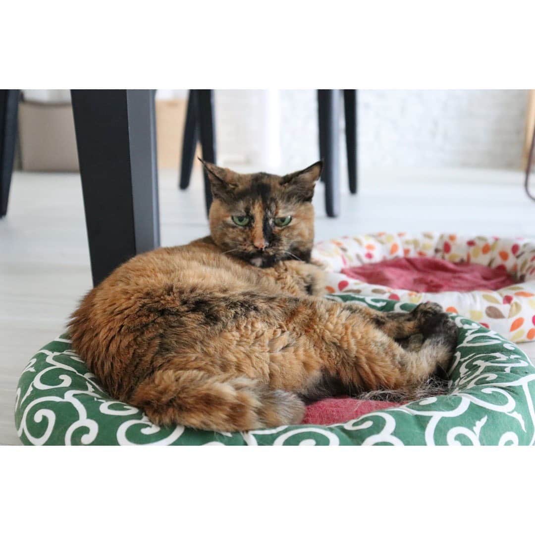 柴咲コウさんのインスタグラム写真 - (柴咲コウInstagram)「9/20〜26は環境省が定める動物愛護週間🐘🌳  我が家には保護猫のえるとクレア、実家には20歳越えのタニンがいます😽 同じ地球に生まれ、共に生きていく仲間であり大切な家族。  そんな動物たちが世界で動物実験として実験台にされている悲しい現状があることをご存知でしょうか？時に命を落としてしまうほど過酷なものが多いとされている動物実験。 そんな動物実験をしていないことの総称として、「クルエルティフリー」という言葉があります。「残虐性（cruelty）のない（free）」という意味で、 ヨーロッパの一部では動物実験を全面的に禁止にするなどの対策がされ始めていますが、日本も含めた世界の80%以上の国では全面禁止には至っていないといわれています。 特に私たち人間の美しさを追及する化粧品においては犠牲ありきでは、真の”心地良さ”や”美しさ”は成り立たないと思うのです。  ハフリメのモノづくりでも、動物実験のこの事実を真剣に受け止めていて、クルエルティフリーを実現することができました🌿  わたしたち人間が本来の美しさを追求できる、動物や自然と共に健やかに生きる、そんな真の心地良さを体験してもらいながら、心も身体も美しくなってもらえたらと願っています。  とあるイベントで伺った話。 「ガンジーの言葉として残っているもので『ある国の偉大さと道徳的発展は、その国における動物の扱いかたを見ればわかる』というものがある」と。 動物愛護週間が終わってもクルエルティフリーが社会に根付きますように🍀  #kocats2021 #crueltyfree  #hafurime #beautyisharmony」9月26日 7時20分 - ko_shibasaki