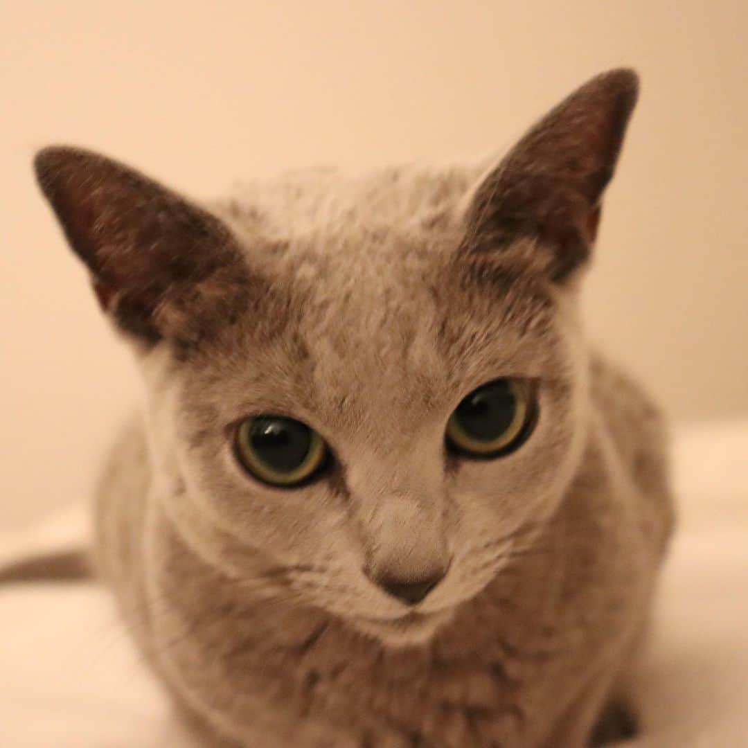 柴咲コウさんのインスタグラム写真 - (柴咲コウInstagram)「9/20〜26は環境省が定める動物愛護週間🐘🌳  我が家には保護猫のえるとクレア、実家には20歳越えのタニンがいます😽 同じ地球に生まれ、共に生きていく仲間であり大切な家族。  そんな動物たちが世界で動物実験として実験台にされている悲しい現状があることをご存知でしょうか？時に命を落としてしまうほど過酷なものが多いとされている動物実験。 そんな動物実験をしていないことの総称として、「クルエルティフリー」という言葉があります。「残虐性（cruelty）のない（free）」という意味で、 ヨーロッパの一部では動物実験を全面的に禁止にするなどの対策がされ始めていますが、日本も含めた世界の80%以上の国では全面禁止には至っていないといわれています。 特に私たち人間の美しさを追及する化粧品においては犠牲ありきでは、真の”心地良さ”や”美しさ”は成り立たないと思うのです。  ハフリメのモノづくりでも、動物実験のこの事実を真剣に受け止めていて、クルエルティフリーを実現することができました🌿  わたしたち人間が本来の美しさを追求できる、動物や自然と共に健やかに生きる、そんな真の心地良さを体験してもらいながら、心も身体も美しくなってもらえたらと願っています。  とあるイベントで伺った話。 「ガンジーの言葉として残っているもので『ある国の偉大さと道徳的発展は、その国における動物の扱いかたを見ればわかる』というものがある」と。 動物愛護週間が終わってもクルエルティフリーが社会に根付きますように🍀  #kocats2021 #crueltyfree  #hafurime #beautyisharmony」9月26日 7時20分 - ko_shibasaki