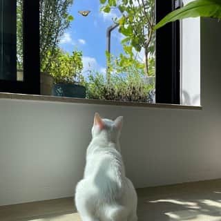 柴咲コウさんのインスタグラム写真 - (柴咲コウInstagram)「9/20〜26は環境省が定める動物愛護週間🐘🌳  我が家には保護猫のえるとクレア、実家には20歳越えのタニンがいます😽 同じ地球に生まれ、共に生きていく仲間であり大切な家族。  そんな動物たちが世界で動物実験として実験台にされている悲しい現状があることをご存知でしょうか？時に命を落としてしまうほど過酷なものが多いとされている動物実験。 そんな動物実験をしていないことの総称として、「クルエルティフリー」という言葉があります。「残虐性（cruelty）のない（free）」という意味で、 ヨーロッパの一部では動物実験を全面的に禁止にするなどの対策がされ始めていますが、日本も含めた世界の80%以上の国では全面禁止には至っていないといわれています。 特に私たち人間の美しさを追及する化粧品においては犠牲ありきでは、真の”心地良さ”や”美しさ”は成り立たないと思うのです。  ハフリメのモノづくりでも、動物実験のこの事実を真剣に受け止めていて、クルエルティフリーを実現することができました🌿  わたしたち人間が本来の美しさを追求できる、動物や自然と共に健やかに生きる、そんな真の心地良さを体験してもらいながら、心も身体も美しくなってもらえたらと願っています。  とあるイベントで伺った話。 「ガンジーの言葉として残っているもので『ある国の偉大さと道徳的発展は、その国における動物の扱いかたを見ればわかる』というものがある」と。 動物愛護週間が終わってもクルエルティフリーが社会に根付きますように🍀  #kocats2021 #crueltyfree  #hafurime #beautyisharmony」9月26日 7時20分 - ko_shibasaki