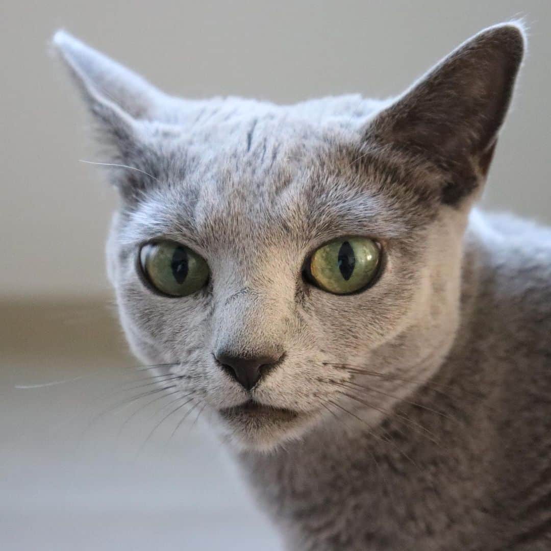 柴咲コウさんのインスタグラム写真 - (柴咲コウInstagram)「9/20〜26は環境省が定める動物愛護週間🐘🌳  我が家には保護猫のえるとクレア、実家には20歳越えのタニンがいます😽 同じ地球に生まれ、共に生きていく仲間であり大切な家族。  そんな動物たちが世界で動物実験として実験台にされている悲しい現状があることをご存知でしょうか？時に命を落としてしまうほど過酷なものが多いとされている動物実験。 そんな動物実験をしていないことの総称として、「クルエルティフリー」という言葉があります。「残虐性（cruelty）のない（free）」という意味で、 ヨーロッパの一部では動物実験を全面的に禁止にするなどの対策がされ始めていますが、日本も含めた世界の80%以上の国では全面禁止には至っていないといわれています。 特に私たち人間の美しさを追及する化粧品においては犠牲ありきでは、真の”心地良さ”や”美しさ”は成り立たないと思うのです。  ハフリメのモノづくりでも、動物実験のこの事実を真剣に受け止めていて、クルエルティフリーを実現することができました🌿  わたしたち人間が本来の美しさを追求できる、動物や自然と共に健やかに生きる、そんな真の心地良さを体験してもらいながら、心も身体も美しくなってもらえたらと願っています。  とあるイベントで伺った話。 「ガンジーの言葉として残っているもので『ある国の偉大さと道徳的発展は、その国における動物の扱いかたを見ればわかる』というものがある」と。 動物愛護週間が終わってもクルエルティフリーが社会に根付きますように🍀  #kocats2021 #crueltyfree  #hafurime #beautyisharmony」9月26日 7時20分 - ko_shibasaki