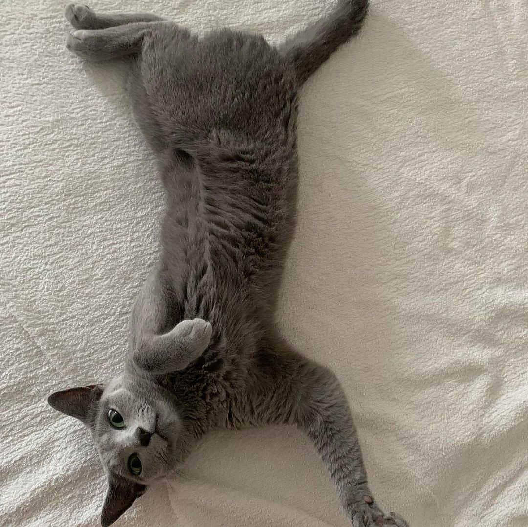 柴咲コウさんのインスタグラム写真 - (柴咲コウInstagram)「9/20〜26は環境省が定める動物愛護週間🐘🌳  我が家には保護猫のえるとクレア、実家には20歳越えのタニンがいます😽 同じ地球に生まれ、共に生きていく仲間であり大切な家族。  そんな動物たちが世界で動物実験として実験台にされている悲しい現状があることをご存知でしょうか？時に命を落としてしまうほど過酷なものが多いとされている動物実験。 そんな動物実験をしていないことの総称として、「クルエルティフリー」という言葉があります。「残虐性（cruelty）のない（free）」という意味で、 ヨーロッパの一部では動物実験を全面的に禁止にするなどの対策がされ始めていますが、日本も含めた世界の80%以上の国では全面禁止には至っていないといわれています。 特に私たち人間の美しさを追及する化粧品においては犠牲ありきでは、真の”心地良さ”や”美しさ”は成り立たないと思うのです。  ハフリメのモノづくりでも、動物実験のこの事実を真剣に受け止めていて、クルエルティフリーを実現することができました🌿  わたしたち人間が本来の美しさを追求できる、動物や自然と共に健やかに生きる、そんな真の心地良さを体験してもらいながら、心も身体も美しくなってもらえたらと願っています。  とあるイベントで伺った話。 「ガンジーの言葉として残っているもので『ある国の偉大さと道徳的発展は、その国における動物の扱いかたを見ればわかる』というものがある」と。 動物愛護週間が終わってもクルエルティフリーが社会に根付きますように🍀  #kocats2021 #crueltyfree  #hafurime #beautyisharmony」9月26日 7時20分 - ko_shibasaki