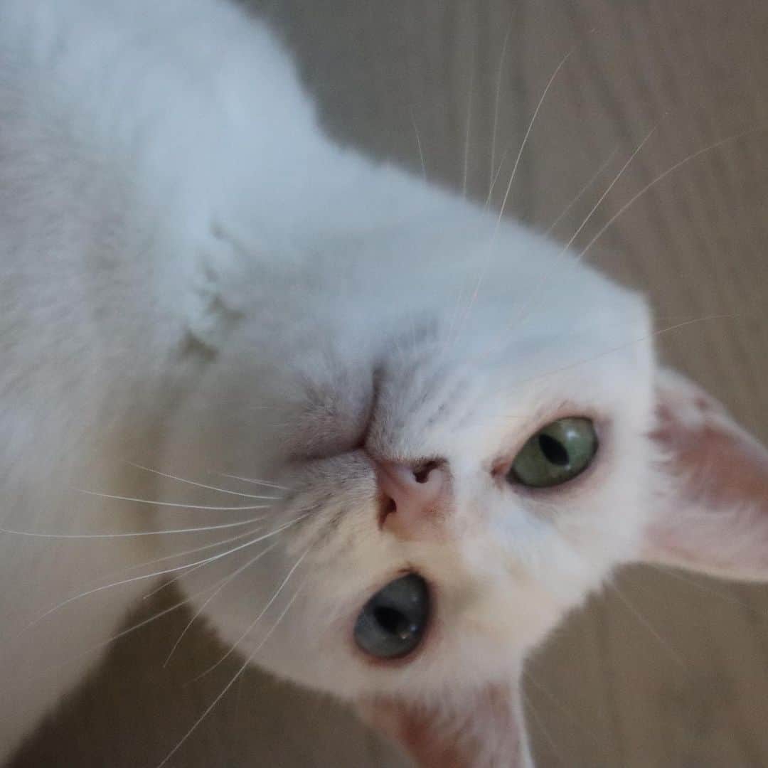 柴咲コウさんのインスタグラム写真 - (柴咲コウInstagram)「9/20〜26は環境省が定める動物愛護週間🐘🌳  我が家には保護猫のえるとクレア、実家には20歳越えのタニンがいます😽 同じ地球に生まれ、共に生きていく仲間であり大切な家族。  そんな動物たちが世界で動物実験として実験台にされている悲しい現状があることをご存知でしょうか？時に命を落としてしまうほど過酷なものが多いとされている動物実験。 そんな動物実験をしていないことの総称として、「クルエルティフリー」という言葉があります。「残虐性（cruelty）のない（free）」という意味で、 ヨーロッパの一部では動物実験を全面的に禁止にするなどの対策がされ始めていますが、日本も含めた世界の80%以上の国では全面禁止には至っていないといわれています。 特に私たち人間の美しさを追及する化粧品においては犠牲ありきでは、真の”心地良さ”や”美しさ”は成り立たないと思うのです。  ハフリメのモノづくりでも、動物実験のこの事実を真剣に受け止めていて、クルエルティフリーを実現することができました🌿  わたしたち人間が本来の美しさを追求できる、動物や自然と共に健やかに生きる、そんな真の心地良さを体験してもらいながら、心も身体も美しくなってもらえたらと願っています。  とあるイベントで伺った話。 「ガンジーの言葉として残っているもので『ある国の偉大さと道徳的発展は、その国における動物の扱いかたを見ればわかる』というものがある」と。 動物愛護週間が終わってもクルエルティフリーが社会に根付きますように🍀  #kocats2021 #crueltyfree  #hafurime #beautyisharmony」9月26日 7時20分 - ko_shibasaki