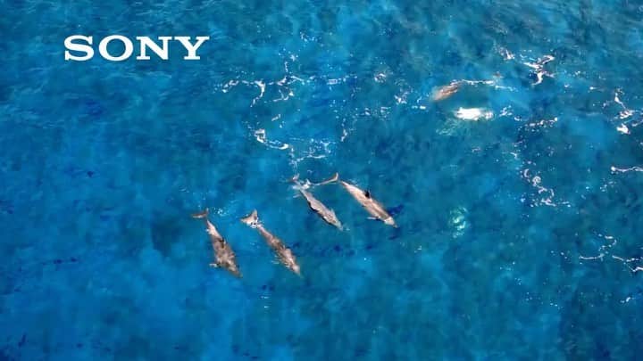 柏倉陽介のインスタグラム：「3年前の映像。ナショナルジオグラフィック＆ソニーαのドキュメンタリーCM「絶海の孤島 αが捉える光と影-小笠原諸島-」から。 📷#小笠原諸島」