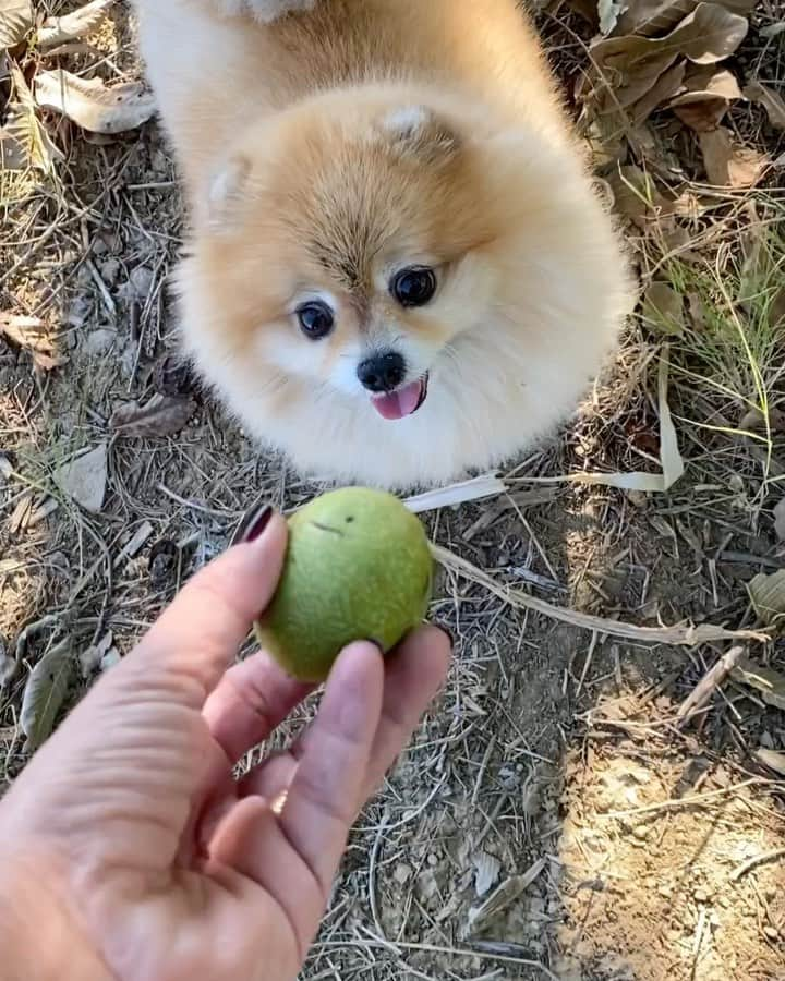 Shilaのインスタグラム：「Country life 😃🌾🌳 Come on Eddie you can walk .. You lazy boy 🙄 ..Happy Sunday all 🤗❤️ // Köy hayati 😃.. Herkese mutlu pazarlarr 🤗❤️」