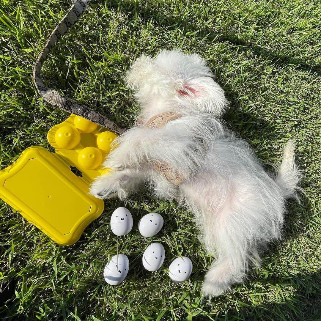 ちひろさんのインスタグラム写真 - (ちひろInstagram)「. Day camp⛺️🐶  ピノさん初めての長い時間お外で念願の一緒にキャンプ🏕  いつも以上にピノたんいるだけで楽しいし、写真フォルダえぐい🧏‍♀️  可愛いが渋滞しすぎて載せたい写真あり過ぎてとりあえずピックアップ📸  お昼寝中卵でアートしてた🥚  僕が産みましたてきな🐣  もーかわすぎ！  GUCCIなDayでしたっ❤️‍🔥  #キャンプ #ディキャンプ #犬キャンプ #ポメチー #ポメマル #犬 #犬のいる暮らし #イッヌ #イッヌがいる生活 #いぬすたぐらむ #可愛いが渋滞 #ファッション #コーデ #メイク #GUCCI #キャンプ飯」9月26日 18時42分 - chihiro_grm