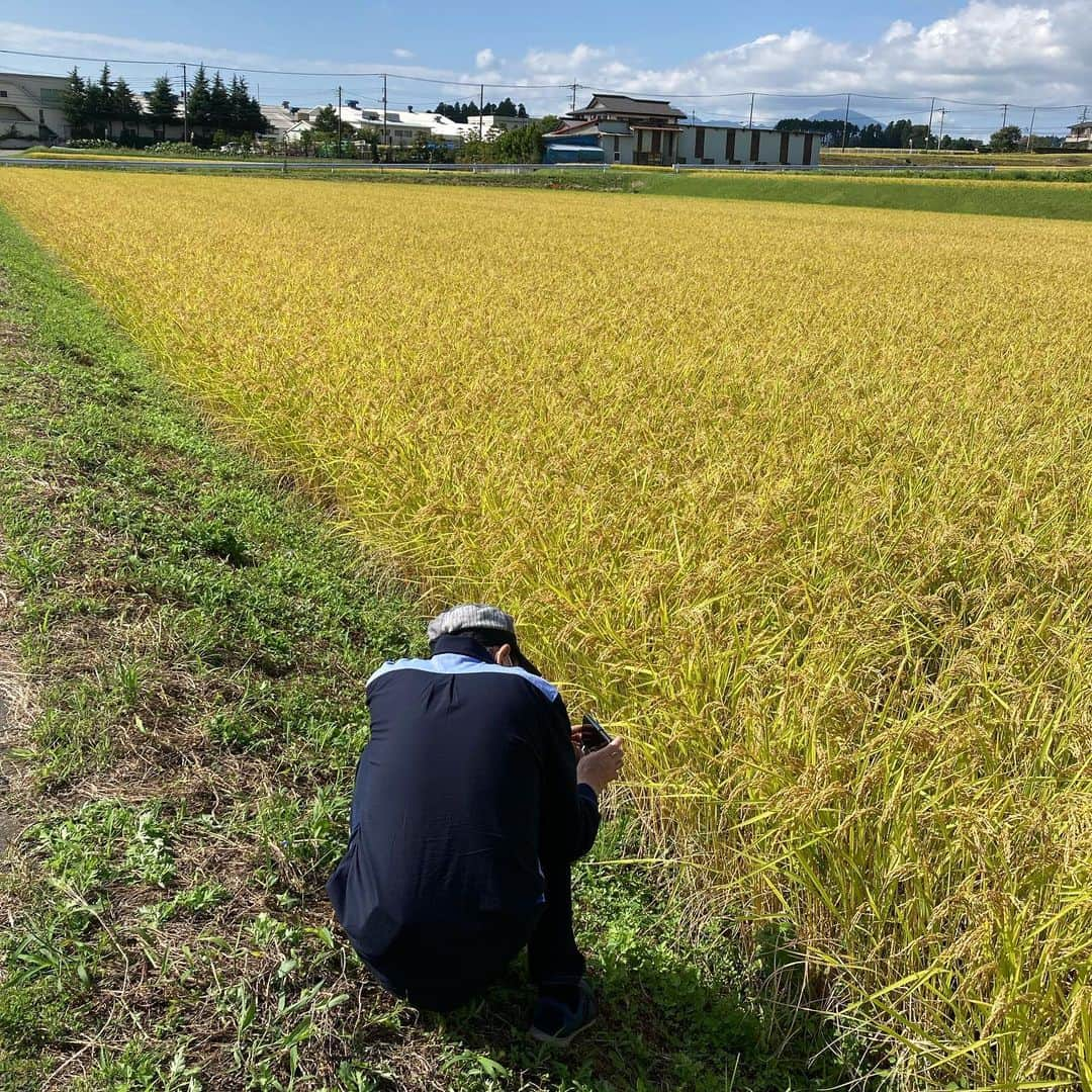 鳥越佳那さんのインスタグラム写真 - (鳥越佳那Instagram)「新米シーズン到来🌾🌾  今日の#ごちそうカントリー  (11:40〜)では  去年日本一に輝いたお米 "ごてんばこしひかり" をご紹介します☺️✨  御殿場の田んぼは一面黄金色で どこを切り取っても美しい🥰  くんちゃん(國本良博さん)、 いつもいい感じの写真を ありがとうございます😂📸」9月26日 11時10分 - kana_torigoe