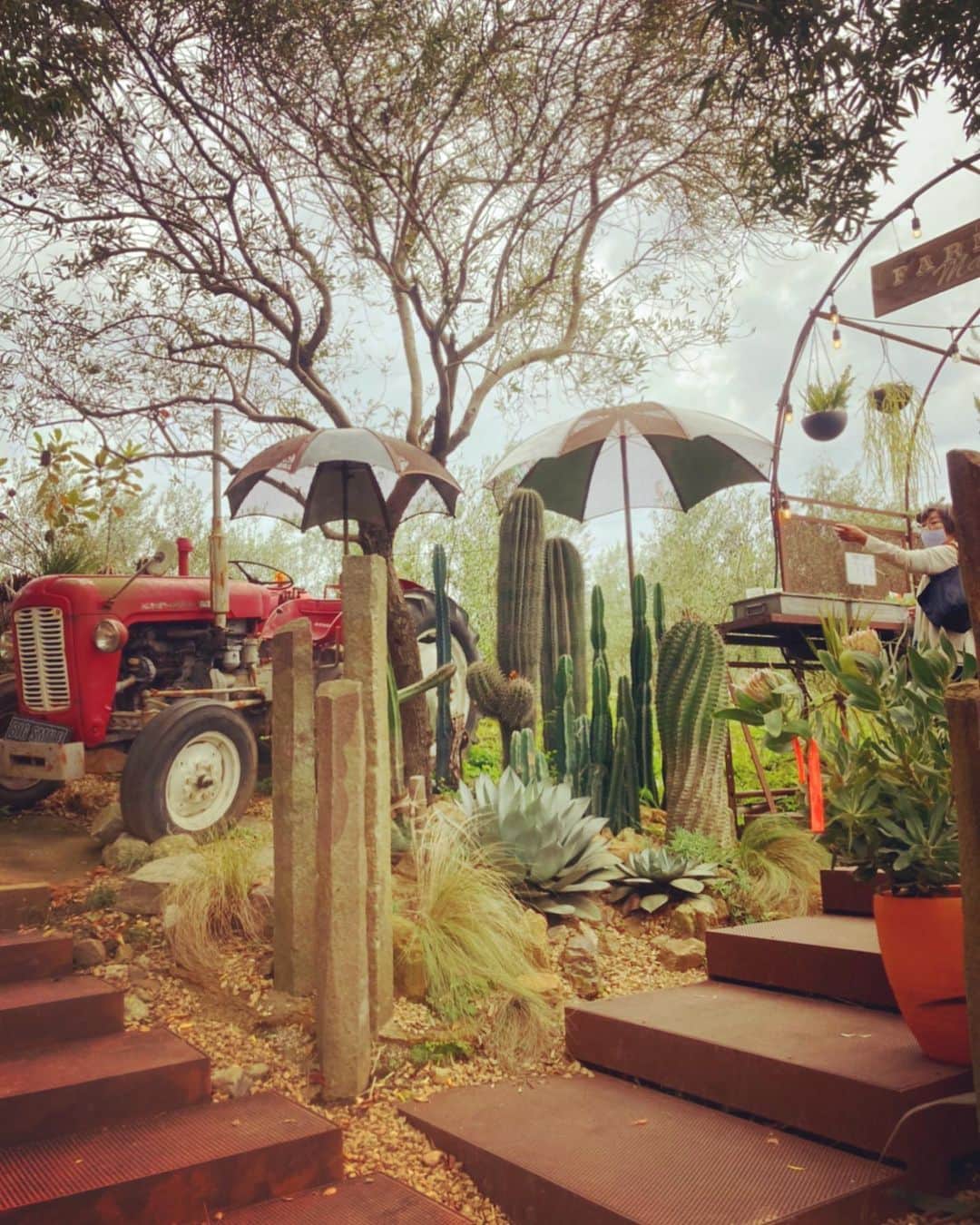 tomiさんのインスタグラム写真 - (tomiInstagram)「行ってみたかったSOLSO FARM。 こういう時間を作れるのが久々だったので無数の植物に包まれて癒されたー。  #solsofarm #solso」9月26日 15時12分 - tomi_necostagram