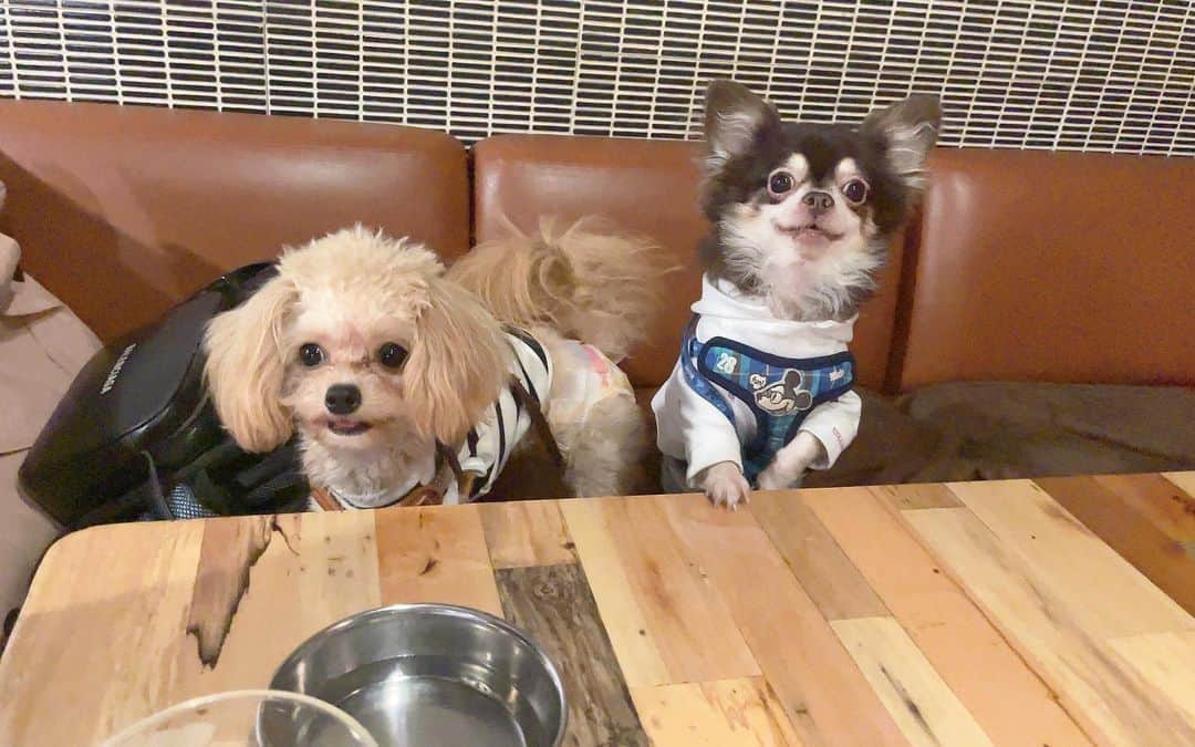 七瀬美月さんのインスタグラム写真 - (七瀬美月Instagram)「近所のドッグカフェ🐕☕️🍰 コロナだったから二ヶ月ぶり？くらいに会えた🌼  犬達も遊ばせられてよかった🐶💞  .  #近所cafe#dogcafe#cafe #チワワ#チワプー#マルプー #mix犬 #mix犬チワプー部門 #mix犬マルプー部門 #mix犬同好会」9月26日 16時29分 - yskwask1114