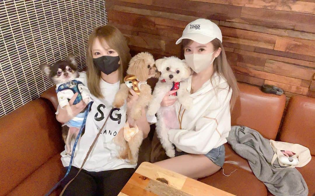 のインスタグラム：「近所のドッグカフェ🐕☕️🍰 コロナだったから二ヶ月ぶり？くらいに会えた🌼  犬達も遊ばせられてよかった🐶💞  .  #近所cafe#dogcafe#cafe #チワワ#チワプー#マルプー #mix犬 #mix犬チワプー部門 #mix犬マルプー部門 #mix犬同好会」