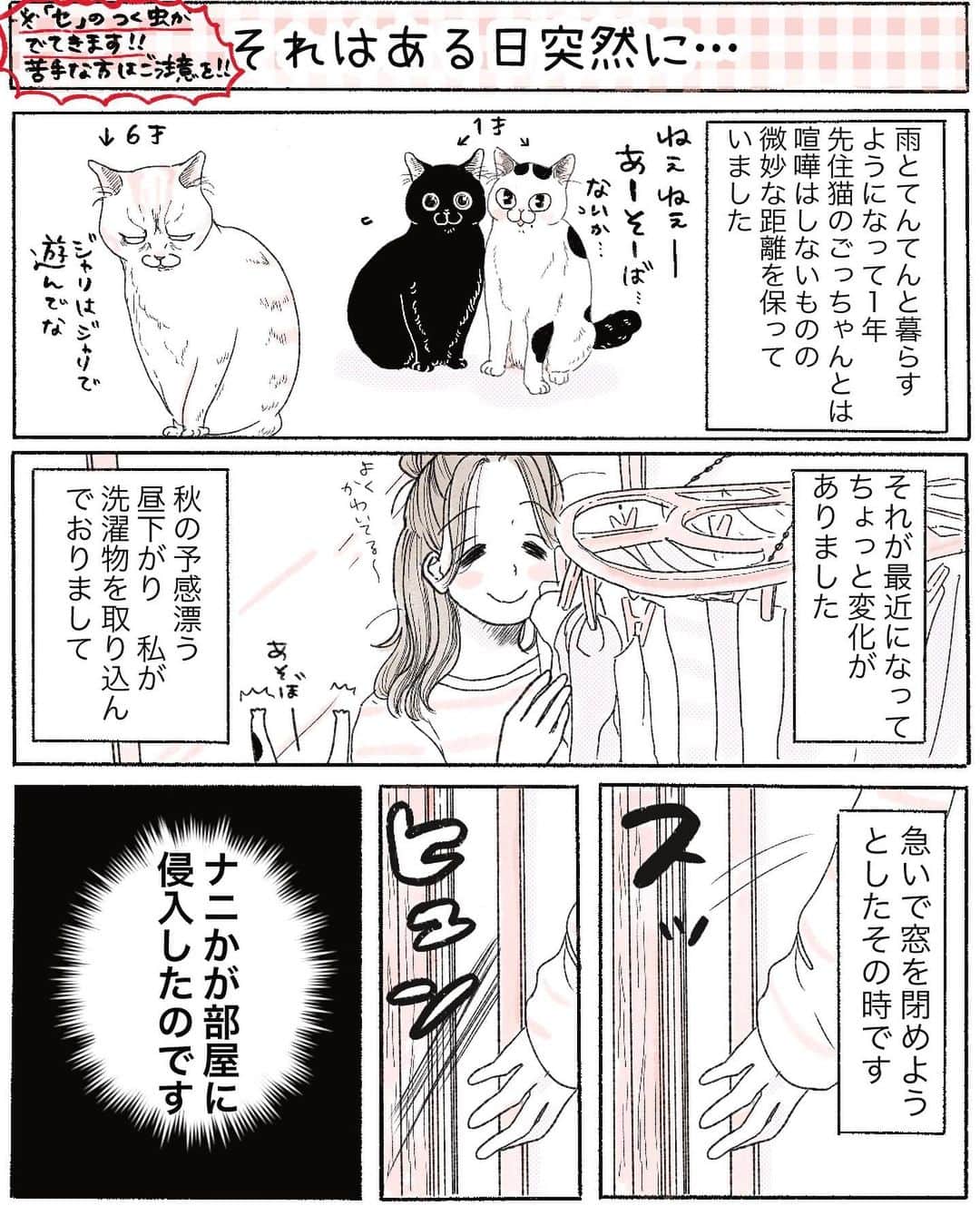 弓家キョウコのインスタグラム：「⚠️「セ」のつく虫がでてきますので苦手な方はご注意ください🙏 【猫漫画】それはある日突然に  ジャンプしてヤツをとりにいったごっちゃんがスラ○ダン○のワンシーンのようでした。  猫漫画曜日変更した理由はブログに書かせてもらいまして 簡単にいうと 今描いてる自主連載のテンションと 猫、日常漫画のテンションがギュンギュン違うため 自主連載→平日 猫、日常漫画→週末 とザックリわけています🙏 ブログ先行配信の曜日のためインスタの方は曜日ずれこみます🙇‍♂️  試験的に色々やってるので 変化がアレですみません。  #猫のいる暮らし #猫漫画」
