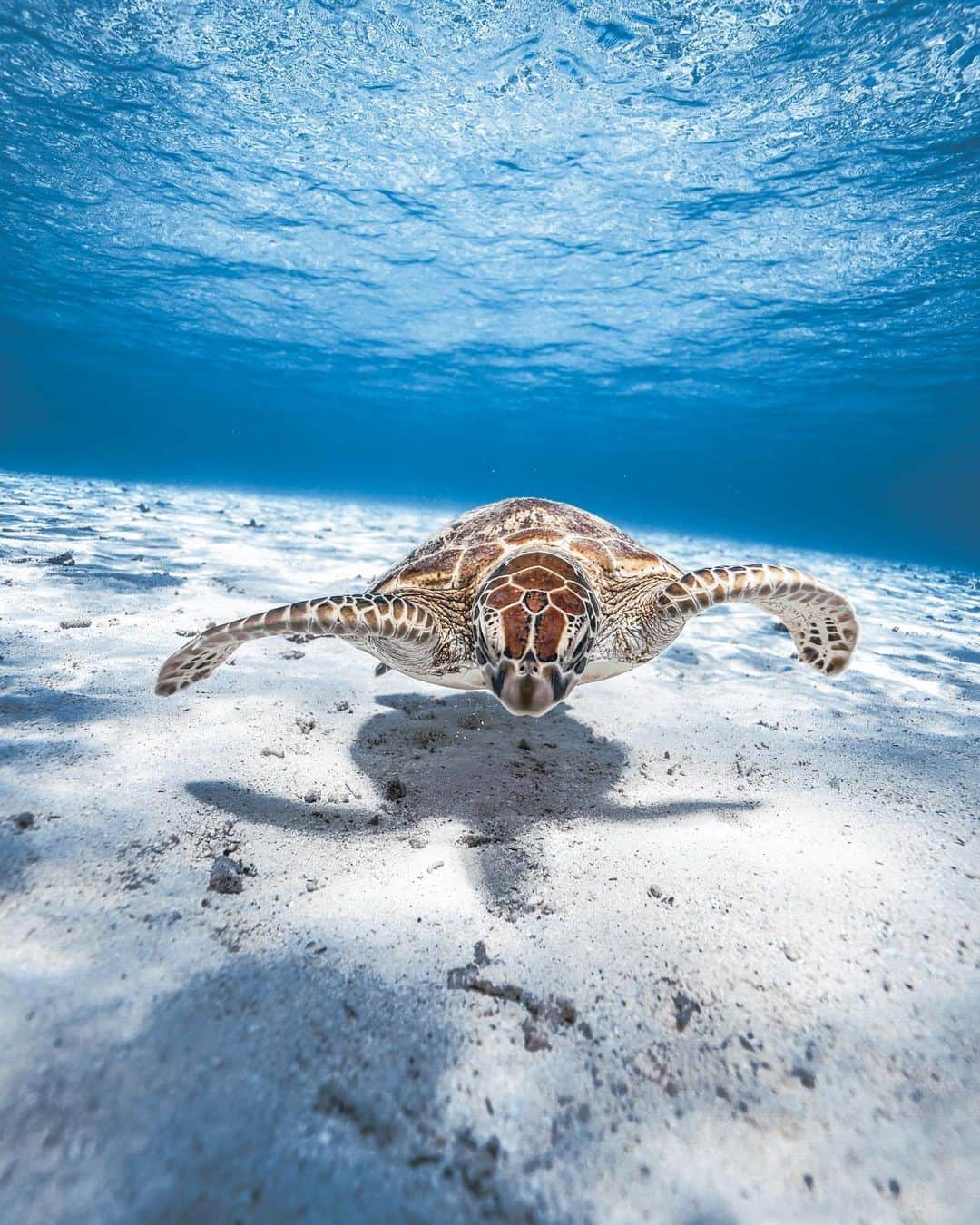 H I R O M I M O R I Y Aのインスタグラム：「Cute🐢  亀と影。なんか韻踏んでる？ 砂地、亀、亀の影。最高だね🌊  #underwaterphotography #paditv #underwater #ocean #underwaterlife #scubadiving #earthshotz #planetearth  #freediving #freedivephotography  #ダイビング　#ダイビング好きな人と繋がりたい #宮古島ダイビング　#宮古島　#沖縄好き  #水中写真　#自由潛水　#海好きな人と繋がりたい　#八重干瀬 　#alpha_newgeneration」