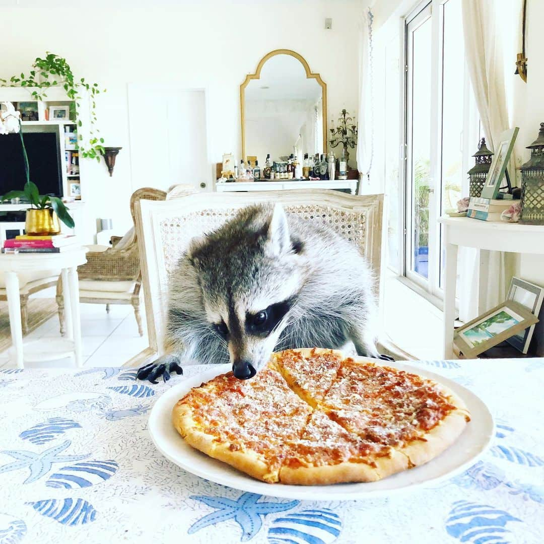 パンプキンさんのインスタグラム写真 - (パンプキンInstagram)「If you need me I’ll be in bed eating an entire pizza to myself.」9月27日 0時17分 - pumpkintheraccoon