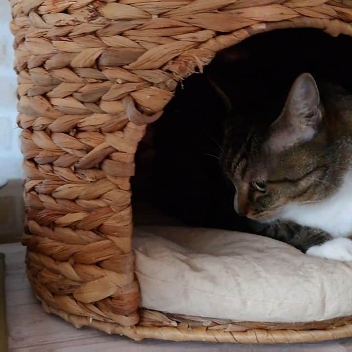 Miaouのインスタグラム：「今日は猫ちぐらから出なかったので、散歩終了まぎわにロフトでちゅーるをたべた。 #miaou #みゃうの猫部屋」