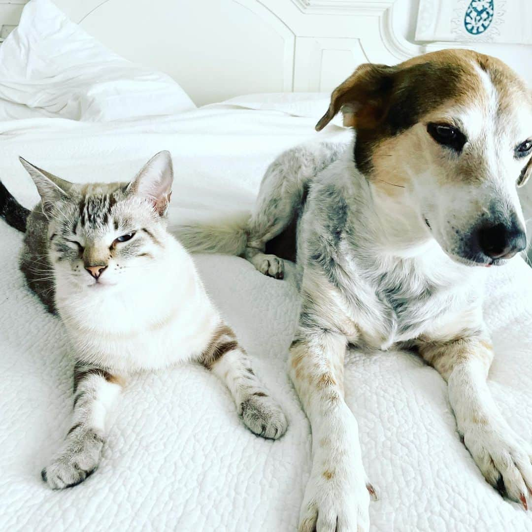 パンプキンさんのインスタグラム写真 - (パンプキンInstagram)「Blue’s face says it all. Why Monday… why!?」9月27日 22時26分 - pumpkintheraccoon