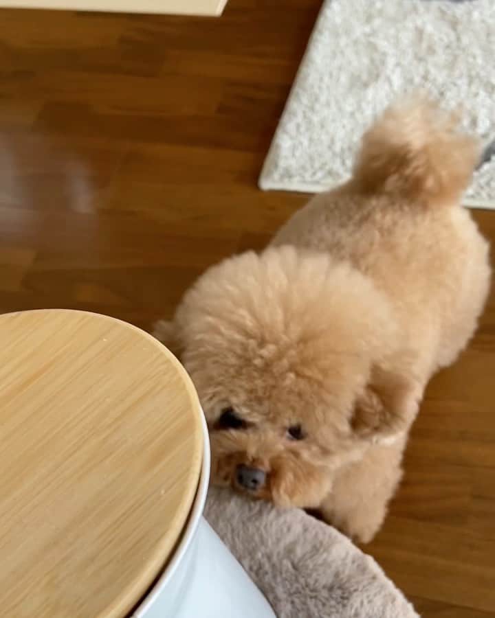 のインスタグラム：「おやつが飛び出すのを期待しているしらす先輩😁 待ちきれずに顔を突っ込む💦💦 ・ ・ 🆘教えてほしいです👏 シニア犬でご飯を食べてくれないわんちゃんに 何かいい介護食知ってる方いませんか？ 病院でもらった介護食をまったく食べてくれない… 口に入れても出しちゃう場合、どうやって栄養あげたらいいか…など 素敵な知恵持ってる方いたら是非教えてください🙏 宜しくお願いします。 ※ちなみにしらすは5歳です。 しらすのお友達にパワーつけてもらいたくて…✨ ・ ・ ・ #toypoodle#toypoodlegram #pets #pup#わんちゃん#lovedog #トリミング#dogsofinstagram  #トイプードルカット#instapoodle #prettydog #petlovers #いぬ#もふもふ#いぬのいる暮らし #いぬすたぐらむ #しらす先輩#わんちゃん #poodlelover #トイプー #instagrammer #inu #癒しわんこ #poodlepuppy#cute#minidog#ティーカッププードル#with#ゆるキャン #トイプードルレッド」