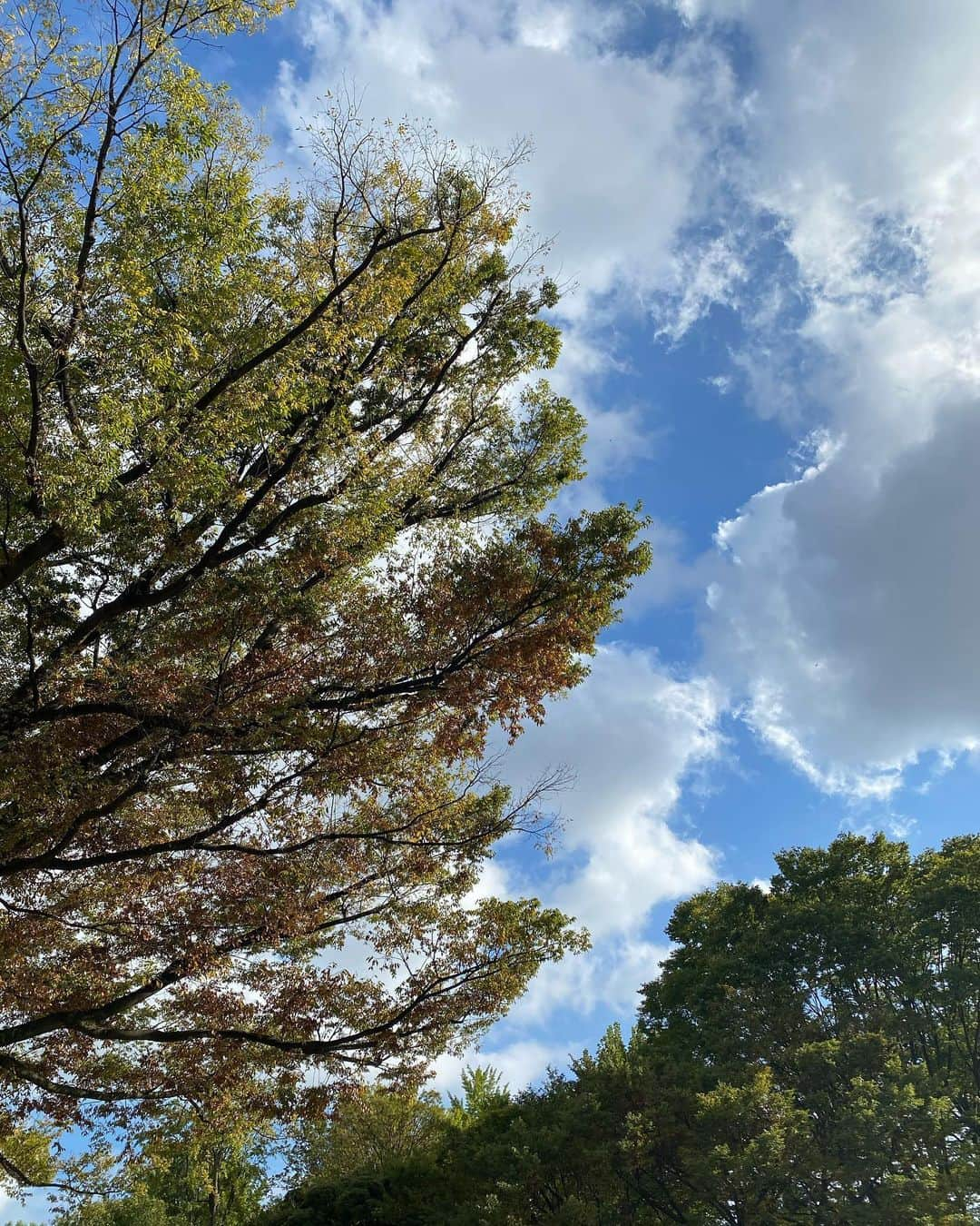 檜山沙耶さんのインスタグラム写真 - (檜山沙耶Instagram)「公園の樹々も徐々に紅葉が進んできました。 そろそろ９月が終わり、紅葉の時期ですね。 秋が1番好きな季節なので心躍ります。 今年はどんな秋にしようかな📚🍠🍁  ⌒*⌒*⌒*⌒*⌒*⌒*⌒*⌒*⌒*⌒*⌒*⌒  #紅葉 #◯◯の秋」9月27日 19時32分 - sayahiyama