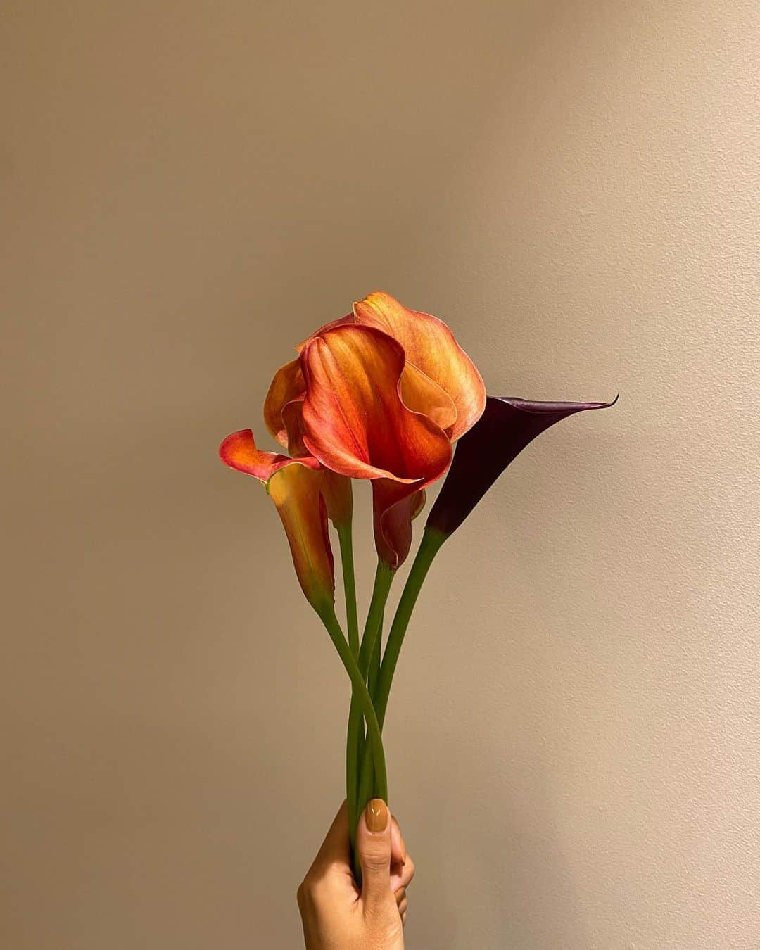 植草沙織のインスタグラム：「好き  #flower  #callalily  #autumn #color #凛 #美 #癒  #🧡」