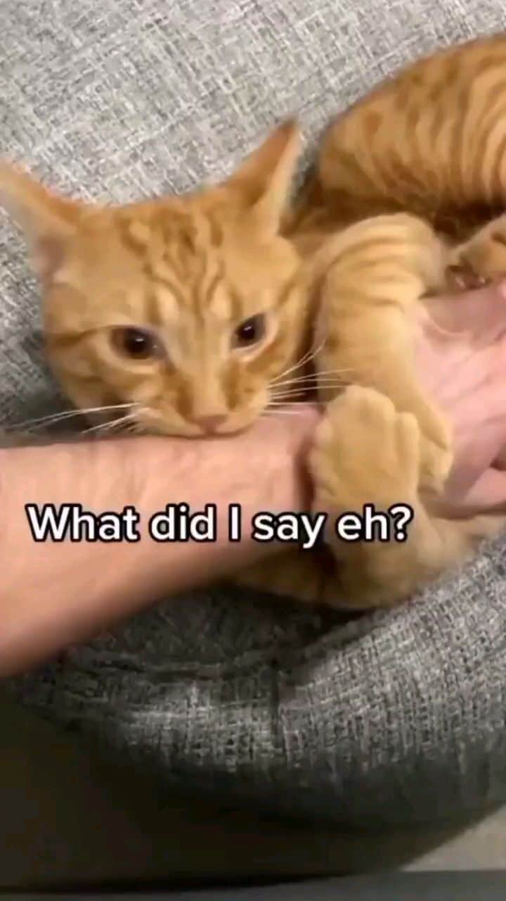 Pleasant Catsのインスタグラム：「No touchy, touchy 😂😂😂  Credits: 1. @roo (All rights® are reserved belong to their respective owners) . 🌟 Share this with your friends 🤗💓 . 💸 DM for shout-out/promotion 💌 . 🌟 Share With Friends 🌟 . ❤️ Tag A Cat Lover ❤️ . . . #catstagram #mainecoonworld #kitty #instafluff #mainecoonlove #dailycute #littleballoffur #mainecoonstagram #maine_coon #catlover #mainecoonhouse #animaladdicts #catlife #mainecoonkittens #mainecoonkitten #cats #dailyfluff #fluffypack #cutepetclub #instacat #petsofig #cutepets #mainecoon #mainecoonsofinstagram #mainecoonlife #catsofinstagram #pawsome #cat #catlovers #maincoon」