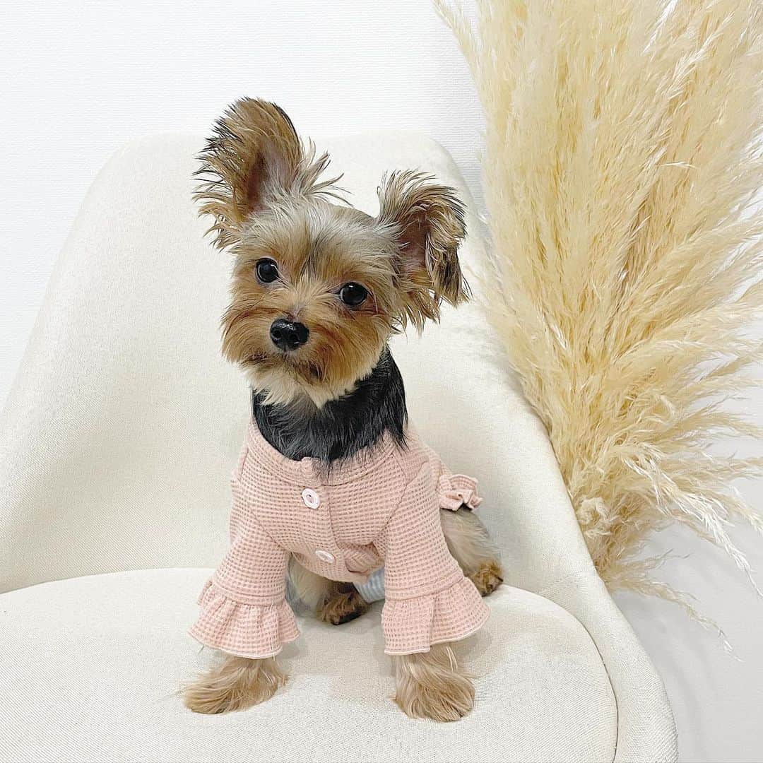 池田沙代さんのインスタグラム写真 - (池田沙代Instagram)「久しぶりにこてつとお揃い😘 なにこのかわいい2匹🥺❤️❤️ 好き🥺❤️  @_____malune_____ さんの 秋冬服です🌼🍂  袖のフリルがお気に入り💕 スワイプして見てね🧡  #ドッグウェア#犬服」9月28日 17時23分 - sayopi