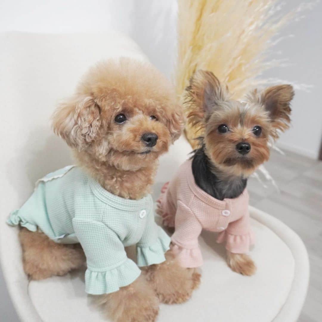 池田沙代のインスタグラム：「久しぶりにこてつとお揃い😘 なにこのかわいい2匹🥺❤️❤️ 好き🥺❤️  @_____malune_____ さんの 秋冬服です🌼🍂  袖のフリルがお気に入り💕 スワイプして見てね🧡  #ドッグウェア#犬服」