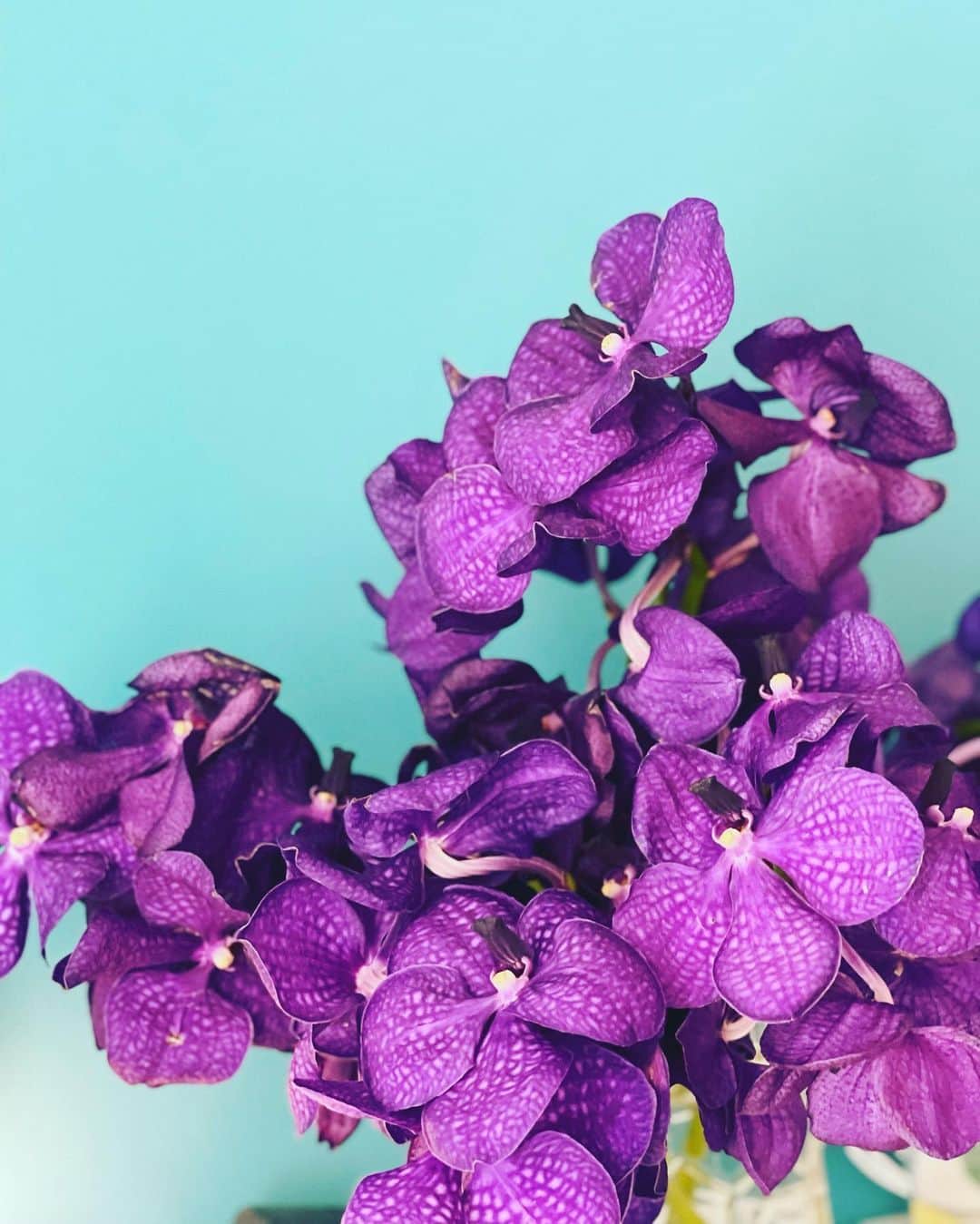 神崎恵さんのインスタグラム写真 - (神崎恵Instagram)「1週間、綺麗に咲いてくれているバンダ💠 ひとつひとつお花は少なくなっていくけど、 まだまだみずみずしく鮮やかです。 お水もかえてすっきり爽やか🌿 第二弾のコラボルームウェア。 着心地がとてもよくて。 今日は、保湿成分が生地に施されているワンピース。 作ったルームウェアは全てスキンケア効果があるんです。 着ても、見ても、かわいくてお肌にも嬉しい☺︎ 先日、ものすごく疲れて、服を着るのも面倒くさい日があって、なんでもいいやと着ただるだるのTシャツ。ふと冷蔵庫にうつった自分に気分が更に⤵︎⤵︎⤵︎して😂家の中で着るものは、大切だなぁと改めて。 いつもいつもキレイにしているわけではないのだけど、 ダルダルも嫌いではないのだけど、 たまにはかわいいの着ています。  #ルームウェア #スキンケアルームウェア @snidel_home_official」9月28日 11時59分 - megumi_kanzaki