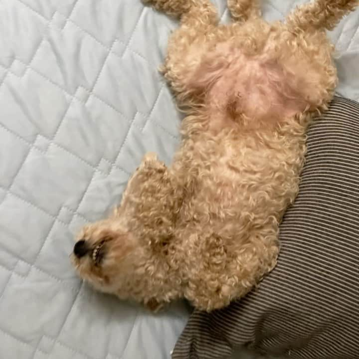 チャチャ丸のインスタグラム：「ゴロゴロ...🐕 #眠#寝#zzz . . . #トイプードル #toypoodle #poodle #dog#dogs」