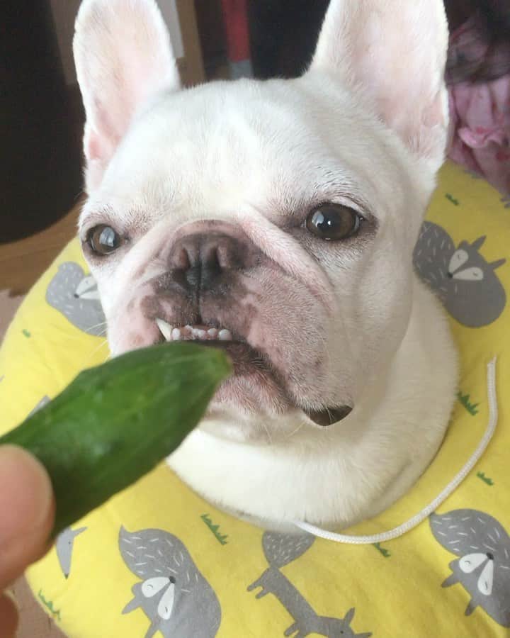 ちえぶぅたのインスタグラム：「キュウリは好きじゃないちゃん。」