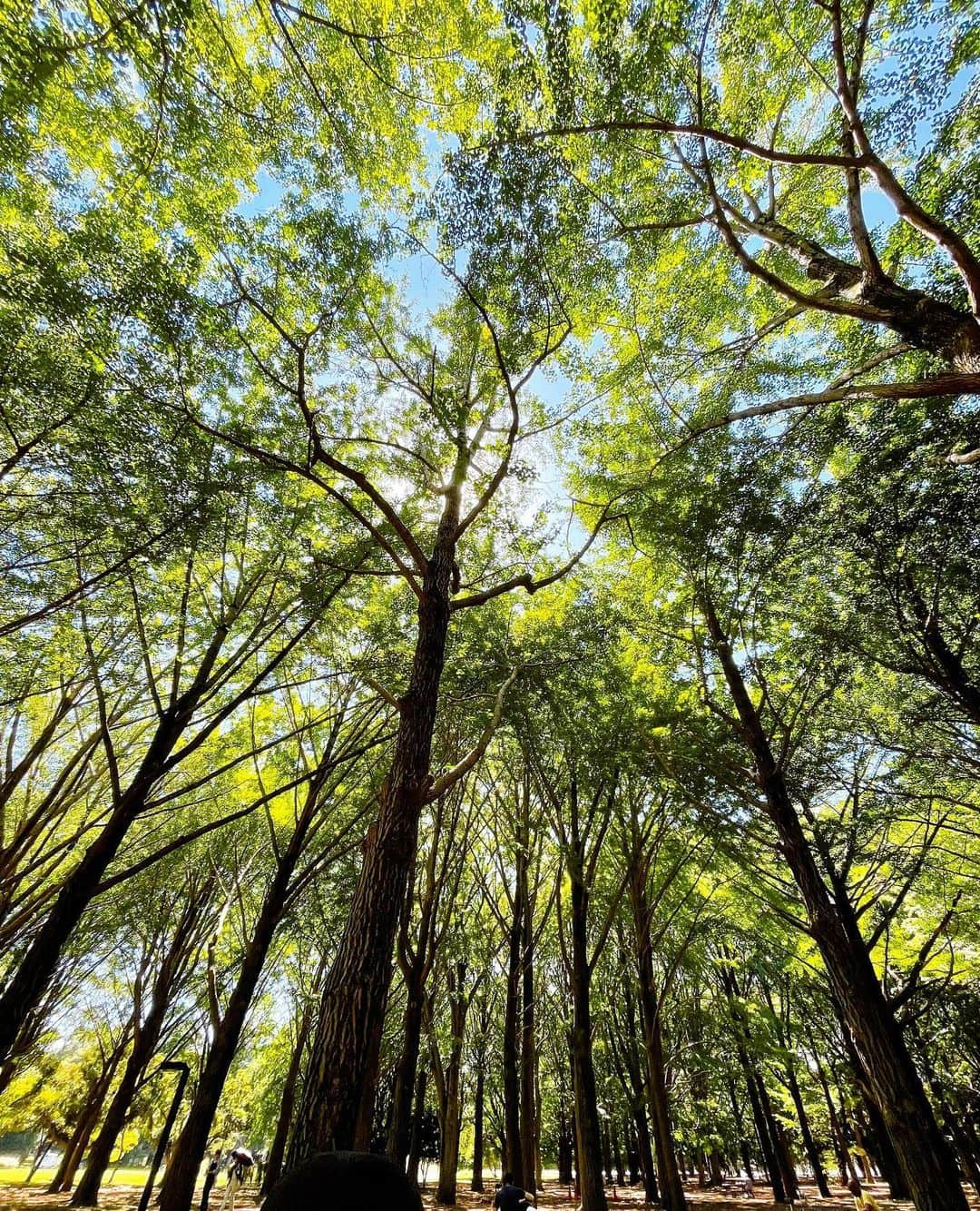 堀田茜さんのインスタグラム写真 - (堀田茜Instagram)「一番好きな季節やってきた🌳🍃🍂」9月28日 19時00分 - akanehotta