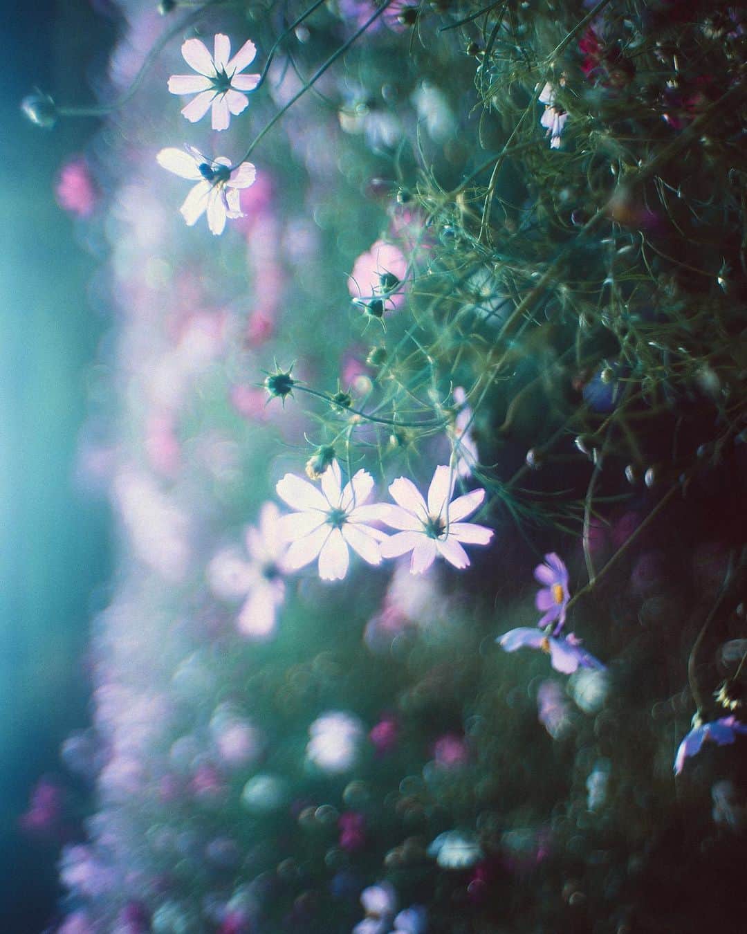 haru wagnusのインスタグラム：「dropping.. ㅤㅤㅤㅤㅤㅤㅤㅤㅤㅤㅤㅤㅤ ㅤㅤㅤㅤㅤㅤㅤㅤㅤㅤㅤㅤㅤ #wagnus_cosmo_cosmos」