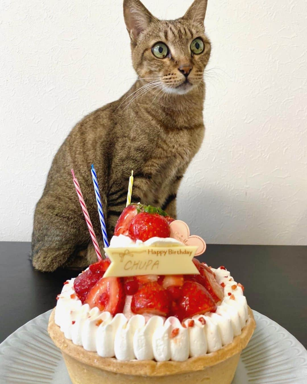 結花子のインスタグラム：「CHUPAちゃまお誕生日❤️ 誰よりも喜んでいるのは僕ちゃん😂 だって大好きなケーキ食べれるもんね😂 これからも元気で甘えん坊ちゅぱちゃんでいてね❤️ . #chupapi #chupa #papico #ちゅぱ　#ぱぴこ #愛猫　#愛しい　#可愛い　#宝物 #家族　#cat #myfamily #love #cute」