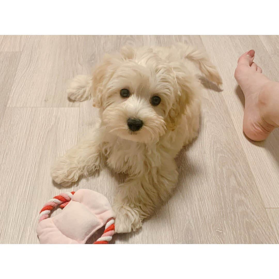 小菅晴香のインスタグラム：「・ 新しく家族になりました🐶 マルプーの女の子です💛 ⁡ 甘えん坊でおてんばに育ってきています🧡 ⁡ とっても可愛いので写真撮りたいのですが、 動きが激しすぎて不可能に近い…😂 唯一撮れたこの写真は、はじっこに 私の足が映り込むというミス…😂😂 ⁡ ⁡ ⁡ #わんこのいる生活 #マルプー #家族になった日 #パピー #仔犬」