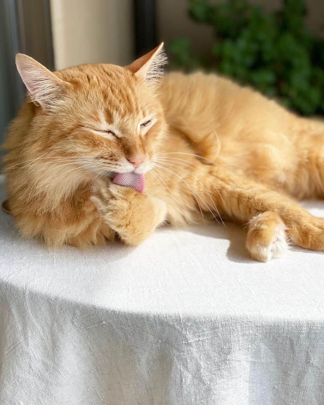 猫沢エミのインスタグラム