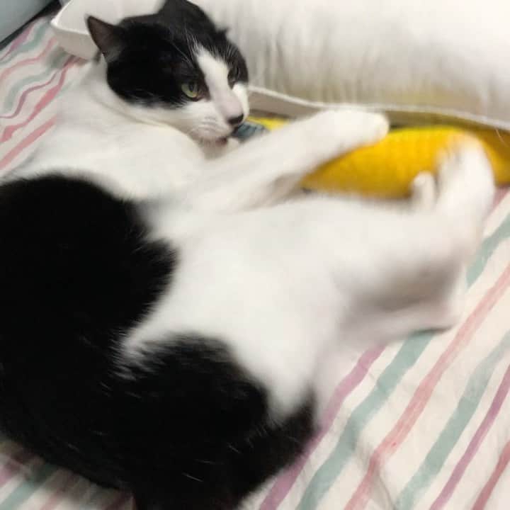 ぽんずのインスタグラム：「久しぶりのマタタビ摂取で荒ぶってます。 #ねこ#猫#cat#猫好き#親バカ#はちわれ#ハチワレ#はちわれ猫#ハチワレ猫#白黒猫部#にゃんすたぐらむ#猫大好き#うちの猫自慢#白黒猫 #我が家のぽんずくん #ちゅーちゅー妖怪 #猫動画」