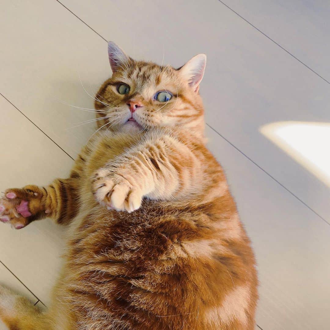 松本菜奈実のインスタグラム：「たふくん。 #猫のいる暮らし  #マンチカン #cat #catstagram  #love」