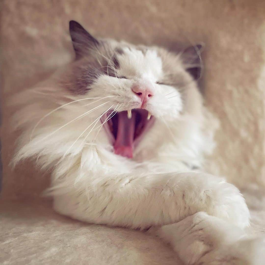 ポテトさんのインスタグラム写真 - (ポテトInstagram)「みなさんお元気でした”カァッ”！？ #ragdoll #ragdollcat #cat #ラグドール #猫 #あくび #手クロス」9月29日 21時43分 - _akurah